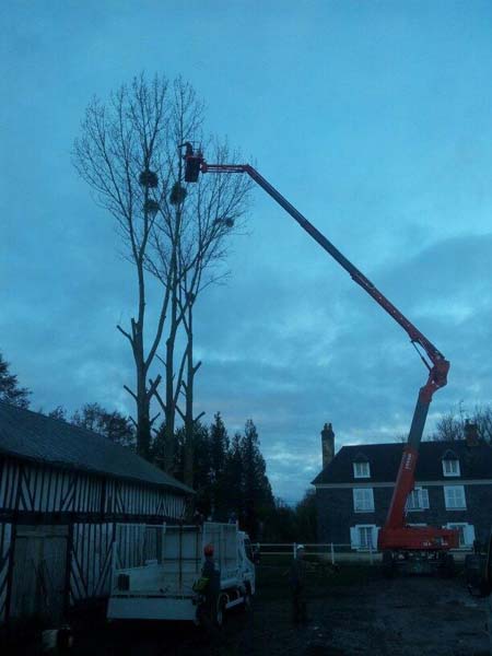 Entreprise élagage arbre Caen