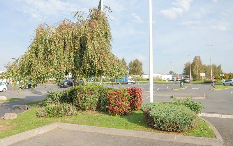 Entreprise élagage arbre Hérouville-Saint-Clair