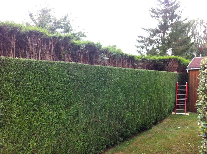 Jardinier pose clôtures Bayeux