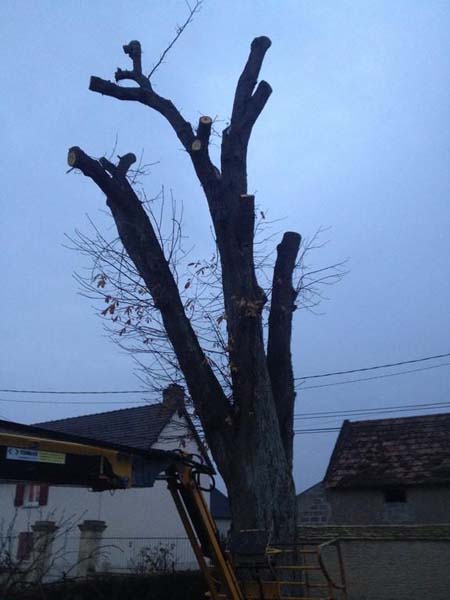 Entreprise élagage arbre Caen