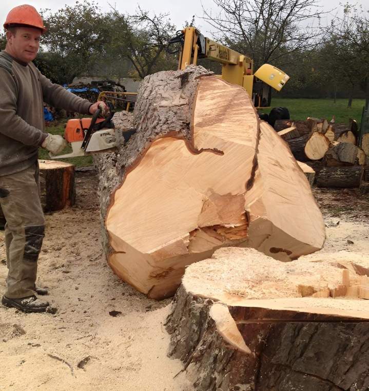 Taille, coupe et démontage d'abres en toute sécurité
